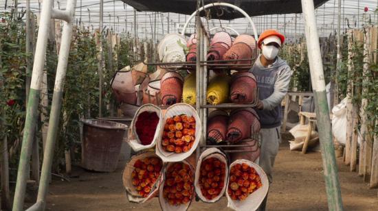 Una persona trabajando en una florícola, en Ecuador, en 2020. 