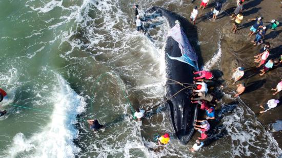 Funcionarios ambientales de Guayaquil, el Ministerio de Ambiente y voluntarios rescatando a una ballena jorobada el 4 de septiembre de 2020. 