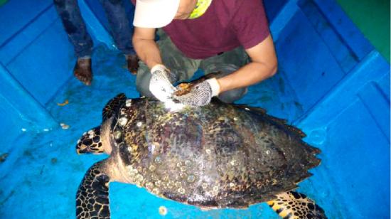 Imagen de la tortuga carey cuando es marcada por los biólogos del Ministerio del Ambiente, el 9 de septiembre de 2020.