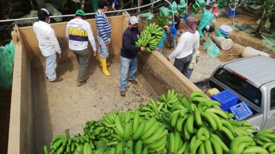 Descarga de banano de una finca en Guayas, el 22 de septiembre de 2020. 