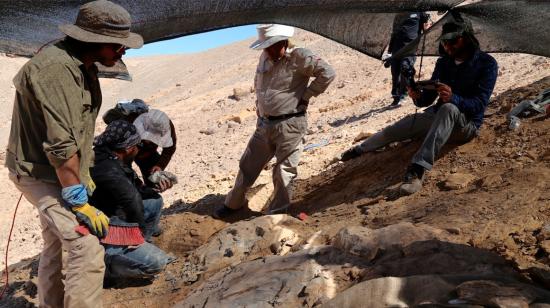 Fotografía cedida por Mauricio Castro Barraza que muestra a expertos mientras recuperan los restos de un depredador marino del Jurásico, en el desierto de Atacama (Chile).