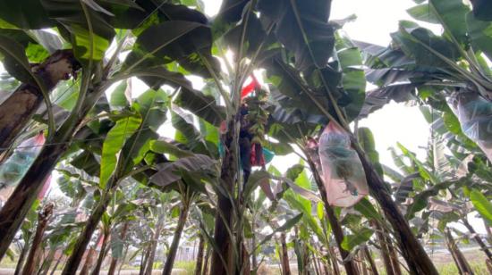 Vista general de una plantación de banano.