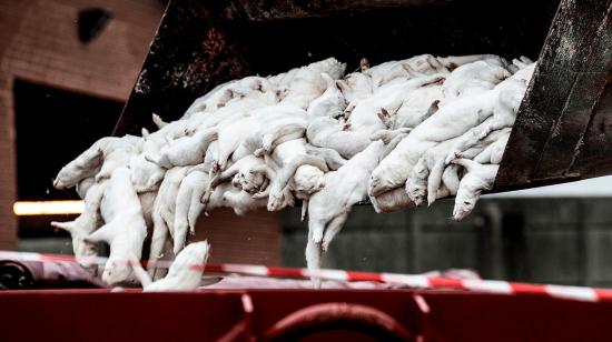 Visones sacrificados en Farre, Dinamarca. La primera ministra danesa, Mette Frederiksen, ordenó el sacrificio de todos los visones en todas las granjas del país al encontrar que en algunas granjas, los visones habían contraído una mutación del coronavirus.