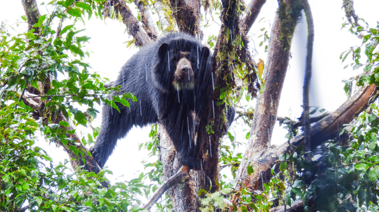 Oso de anteojos en su hábitat natural 