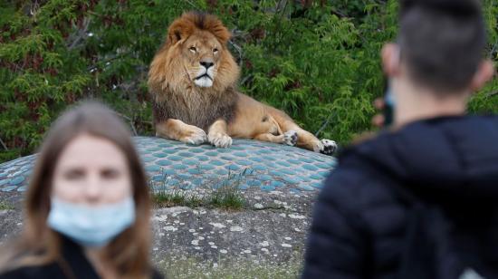 El Zoo de Barcelona confirmó que cuatro leones dieron positivo al Covid-19.