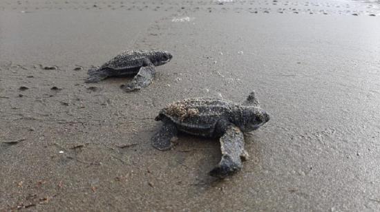 38 tortugas de la especie Laúd eclosionaron en la costa manabita, el 23 de enero de 2021. 