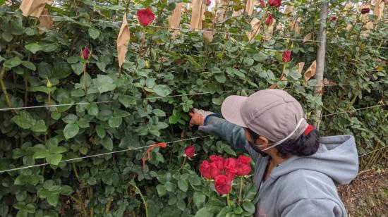 Una mujer trabaja en una florícola en Ecuador, en 2020.