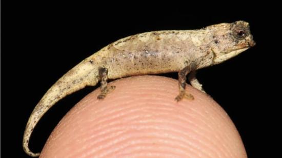 Ejemplar del camaleón de la especie 'Brookesia nana', el 5 de febrero de 2021.