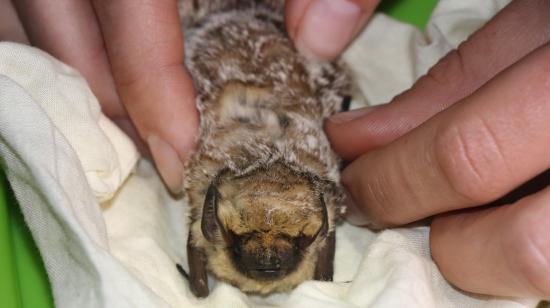 Especie diminuta de murciélago de Galápagos.
