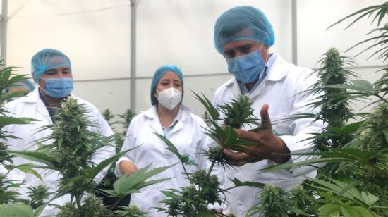 El ministro de agricultura, Xavier Lazo, en una plantación de cannabis no psicoactivo en Ecuador, en 2020. 