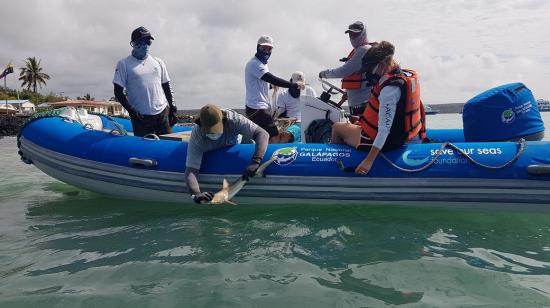 Biólogo devuelve al mar a un tiburón, luego de colocarle un dispositivo de rastreo en Puerto Ayora, Galápagos, el 20 de febrero de 2021.