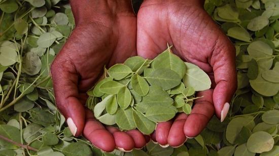 Imagen ilustrativa de hojas de moringa, en una foto de archivo del 3 de junio de 2021.