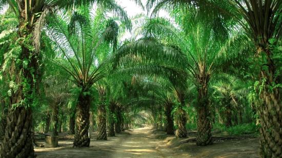 Imagen referencial de las plantaciones de palma en Esmeraldas, provincia que cultiva la mayoría de esta planta en el país. 