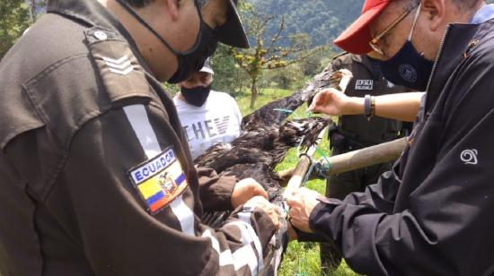 Momentos en que técnicos del MAE encuentran a un águila andina en una finca en Napo, el 12 de marzo de 2021. 