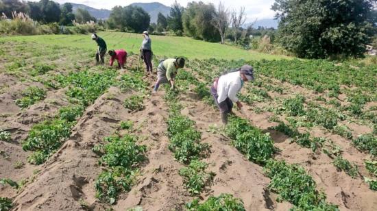 Personas trabajan en el campo en la Sierra ecuatoriana, en 2021.