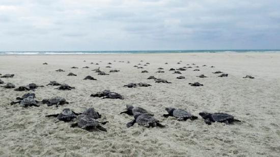 Imagen de neonatos de tortugas marinas, de la especie Golfinas, en una playa de Ecuador. 