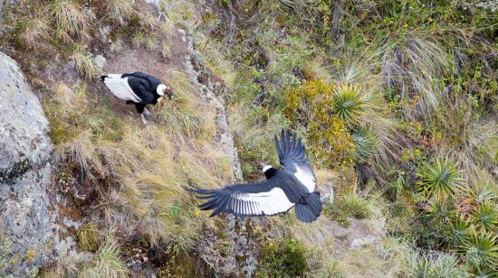 Fotografía del 16 de julio del 2019, muestra dos ejemplares de cóndor andino al suroeste de Quito.