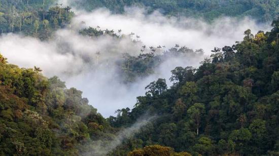 Vista panorámica del bosque andino en Ecuador.