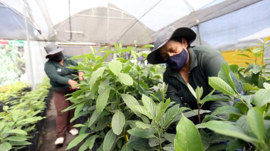 Trabajadas agrícolas durante sus actividades en Tumbaco, en Pichincha, 3 de febrero de 2021.