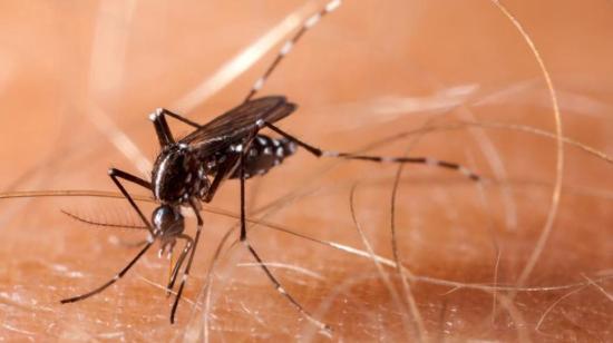 Mosquito transmisor de malaria.