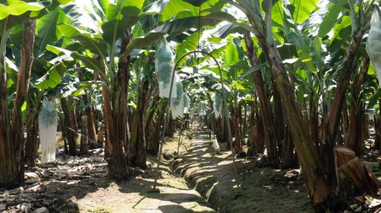 Una plantación de banano en Ecuador, en 2021. 