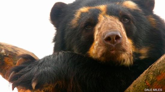 El oso de anteojos habita en toda la Cordillera de los Andes.