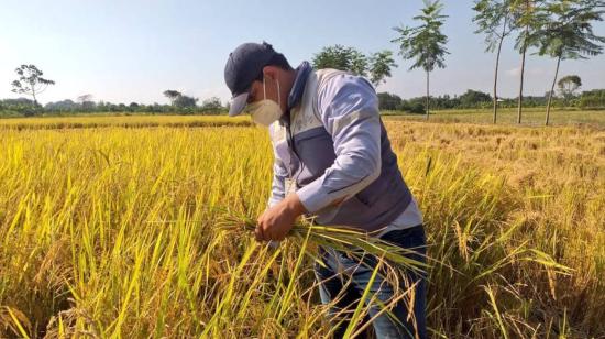 Una plantación de maíz en la Costa de Ecuador, el 13 de mayo de 2021.