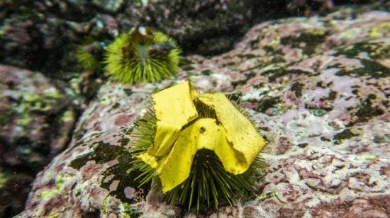 Un trozo de cinta plástica sobre un erizo de mar en las islas Galápagos.