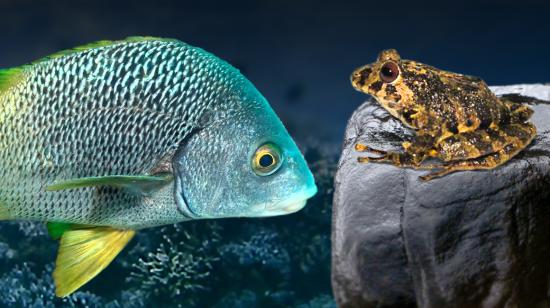 Nuevas especies descritas en Ecuador. A la izquierda el pez A. espinozai y a la derecha la rana Pristimantis ledzeppelin.