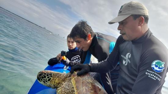 Eduardo Espinoza y un equipo del Parque Nacional Galápagos marcando una tortuga marina.