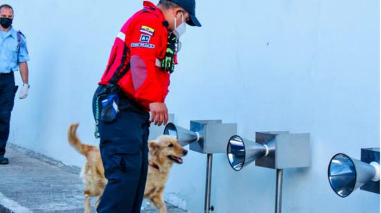 Canes demuestran cómo detectan Covid-19, en Quito, el 2 de julio de 2021. 