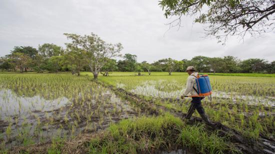 Imagen referencial de un cultivo de arroz en la provincia del Guayas.