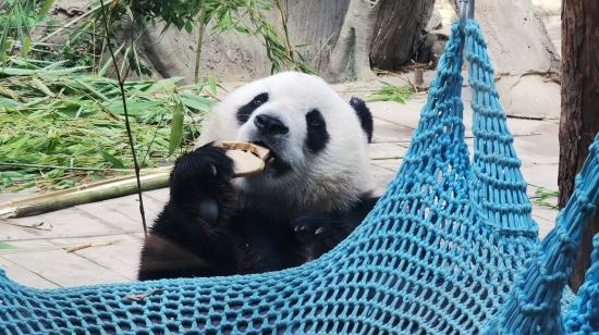 Oso panda en Beijing, China, el 5 de julio de 2021.