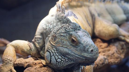 Imagen ilustrativa de una iguana de Guayas.