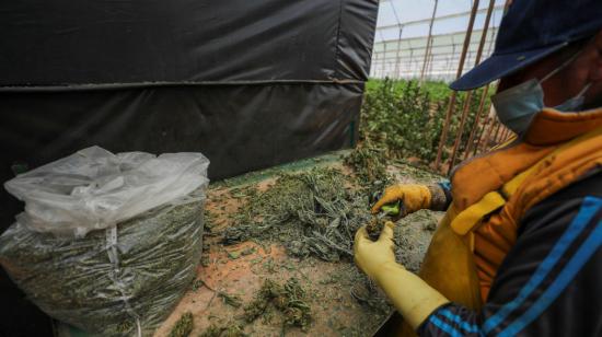 Un trabajador recolecta plantas de cannabis, en la empresa CannAndes, en Tabacundo, el 22 de julio de 2021. 