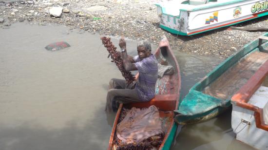 Un habitante de Puerto Roma, en el Golfo de Guayaquil, captura cangrejos el 30 de julio de 2021.