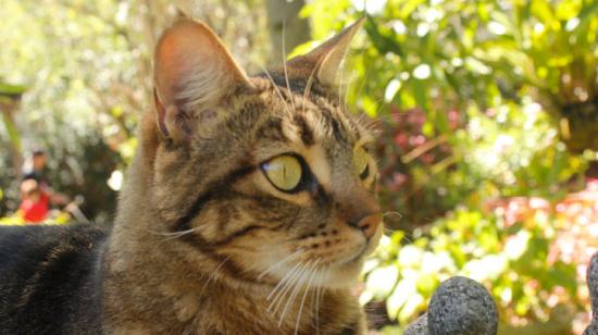 El gato Independiente Del Valle.