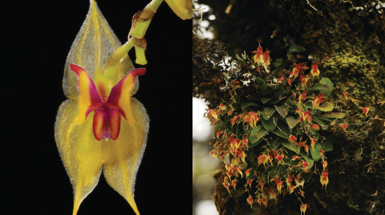 Nuevas especies de orquídeas descritas en Ecuador. (Izq) Lepanthes microprosartima, (Der) Lepanthes oro-lojaensis. 