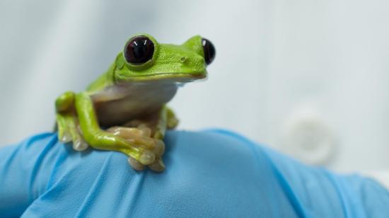 Agalychnis spurrelli, especie de rana estudiada en el laboratorio de la PUCE.