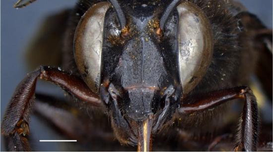 Fotografía sin fecha cedida por Inabio que muestra la abeja de las orquídeas (Eulaema meriana), encontrada en un sector de la provincia de Los Ríos. 