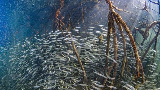 Peces juveniles entre las raíces de los manglares en Galápagos.