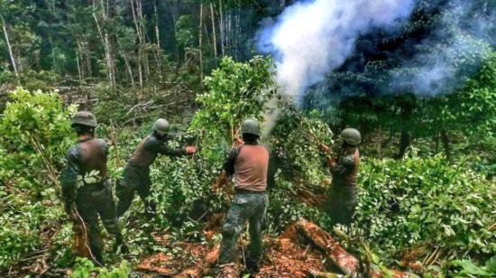 Imagen referencia. Más de 10.000 plantas de coca fueron localizadas y destruidas por efectivos de las 
Fuerzas Armadas, en las riberas del río Putumayo, Sucumbíos (frontera norte), el 19 de abril de 2022.