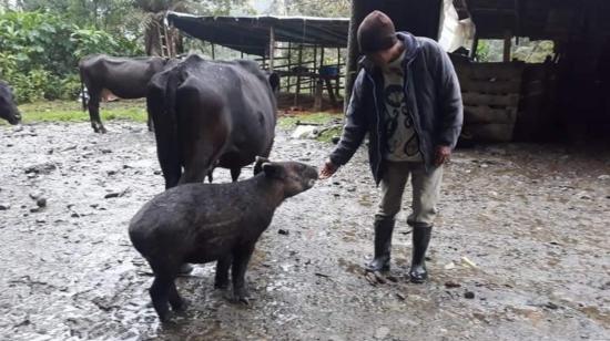 En los Llanganates, un tapir bebé hizo de una vaca su madre sustituta. 