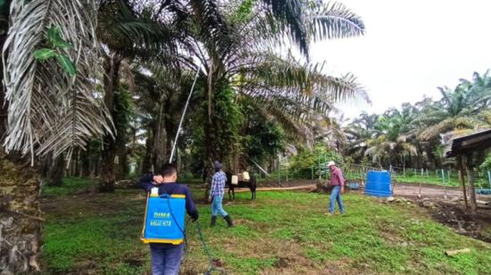 Ecuador y Colombia se unen para rescatar a la palma africana de la enfermedad de la pudrición del cogollo.