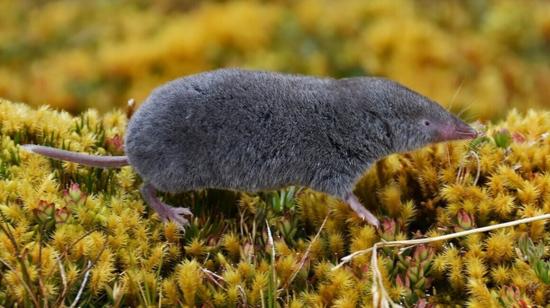 Foto de una musaraña (Cryptotis montivagus) en la parroquia Achupallas, Chimborazo.