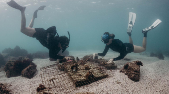 Investigadores monitoreando el vivero de corales en Santa Cruz, Galápagos. 