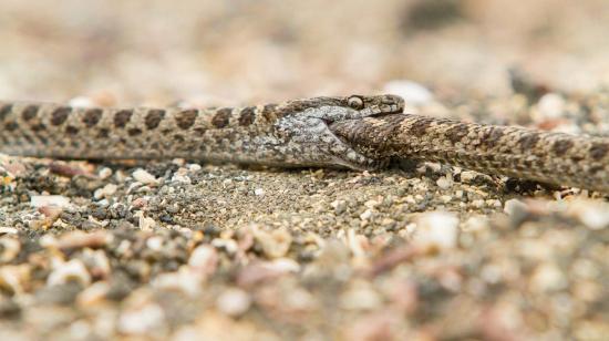 Imagen que muestra a una serpiente de la isla Fernandina comiéndose a otro reptil.