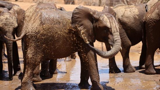 Elefantes juegan en el barro en el santuario Reteti en el condado de Samburu, Kenia, 15 de octubre de 2021. 