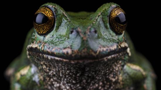 Rana marsupial Gastrotheca pseustes