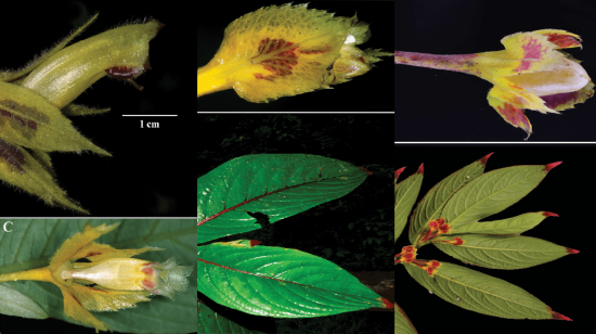 Nuevas especies encontradas en Ecueador: Columnea angulata, Columnea tecta, Columnea floribunda.